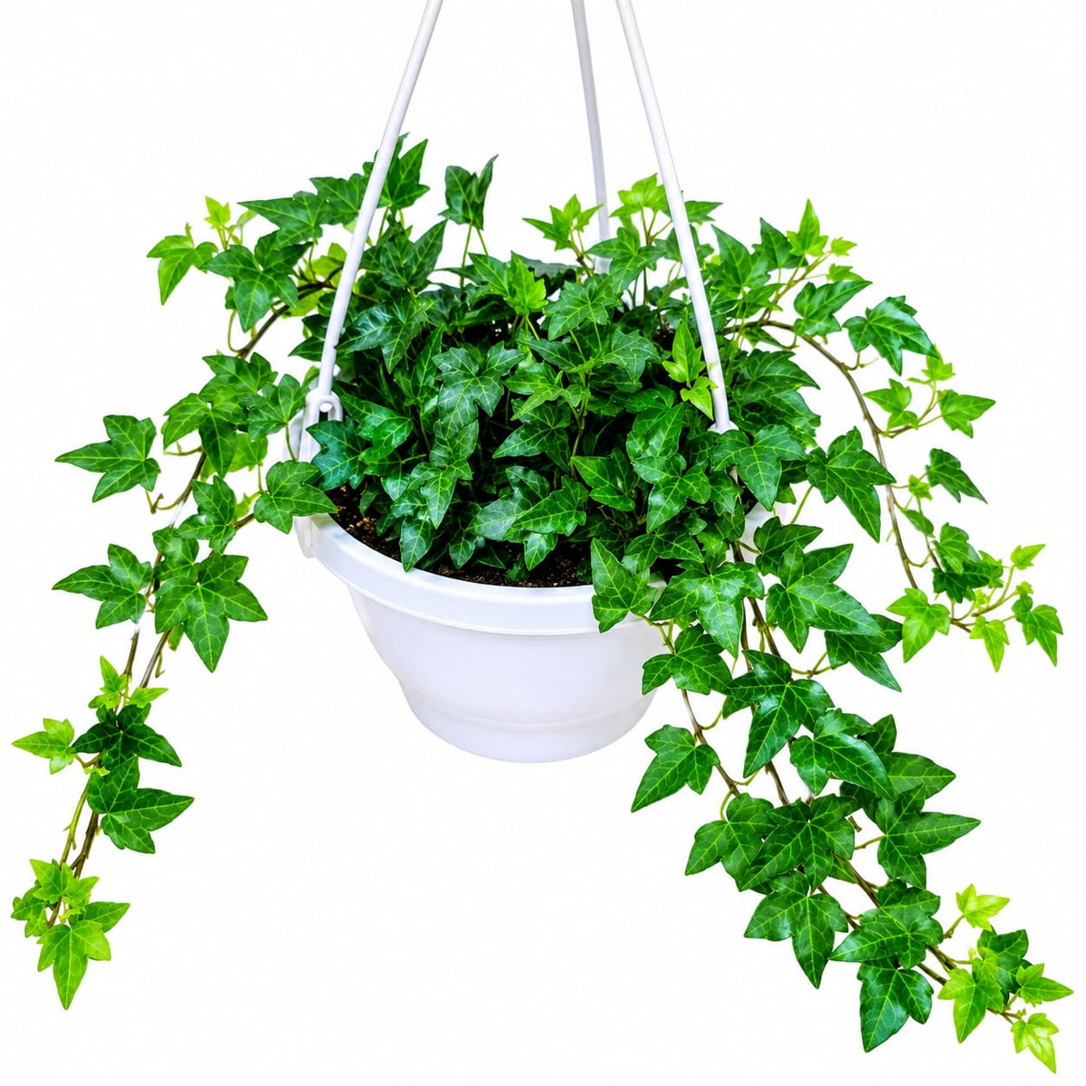 English Ivy