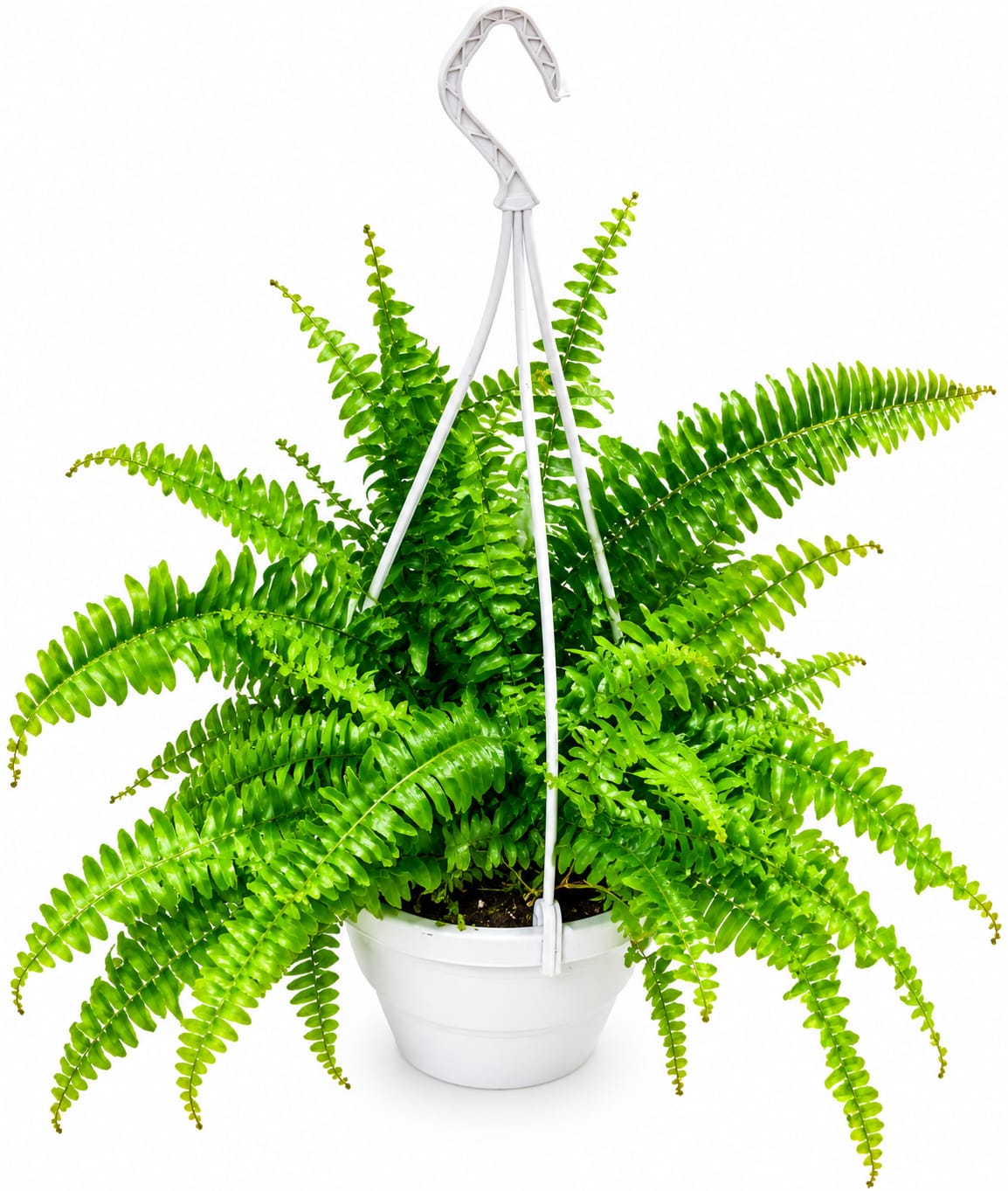 Boston Fern