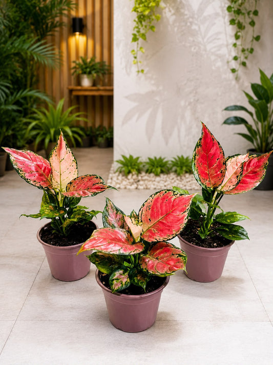 Red Aglonema