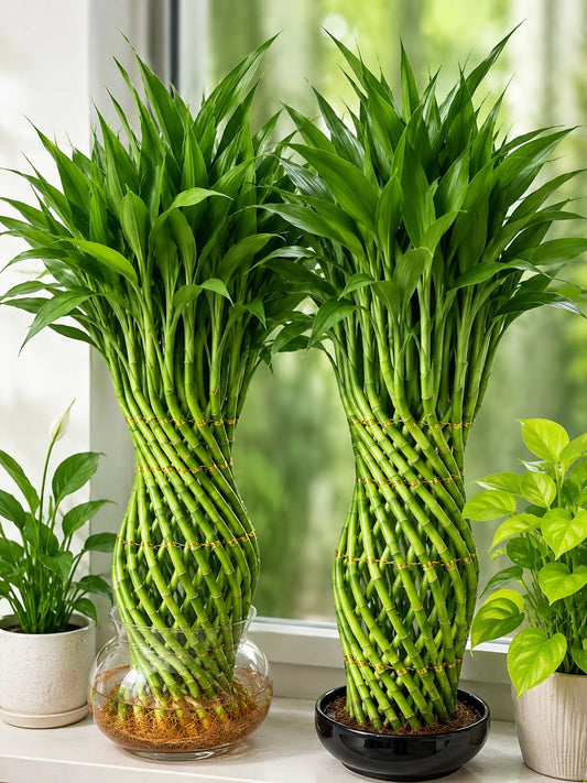 Lucky Bamboo