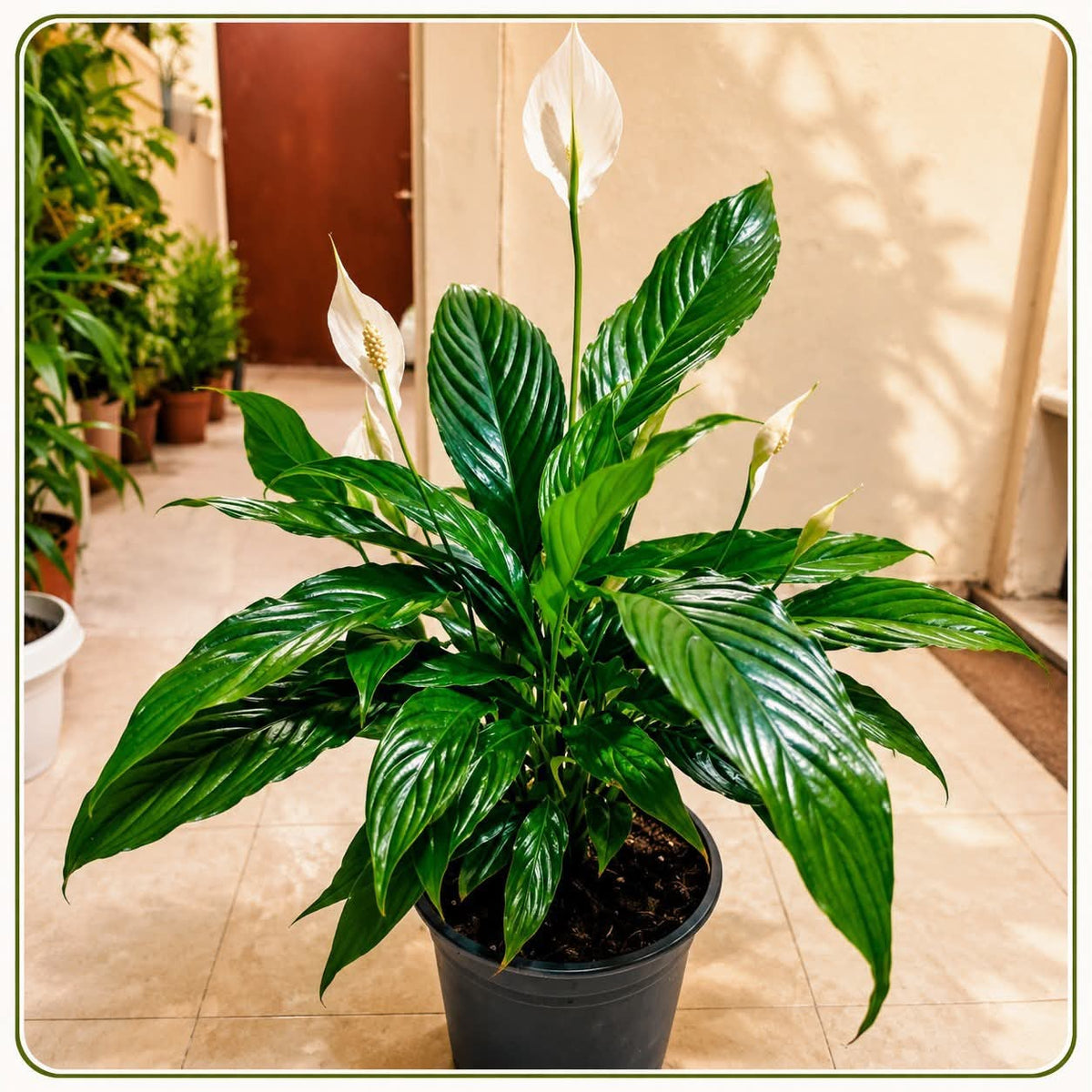 Peace lily
