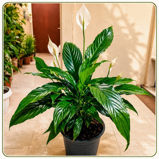 Peace lily