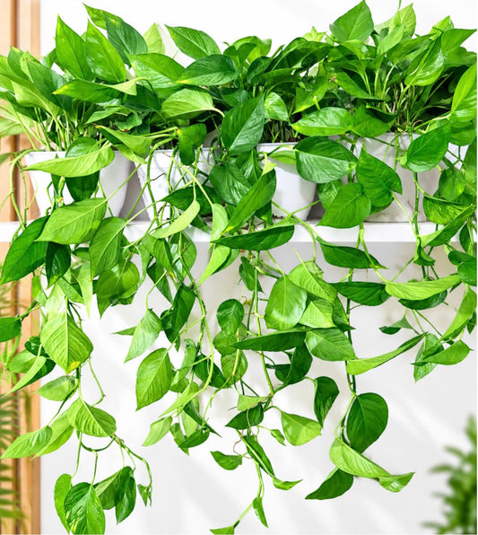 Hanging Money Plant (Pothos)