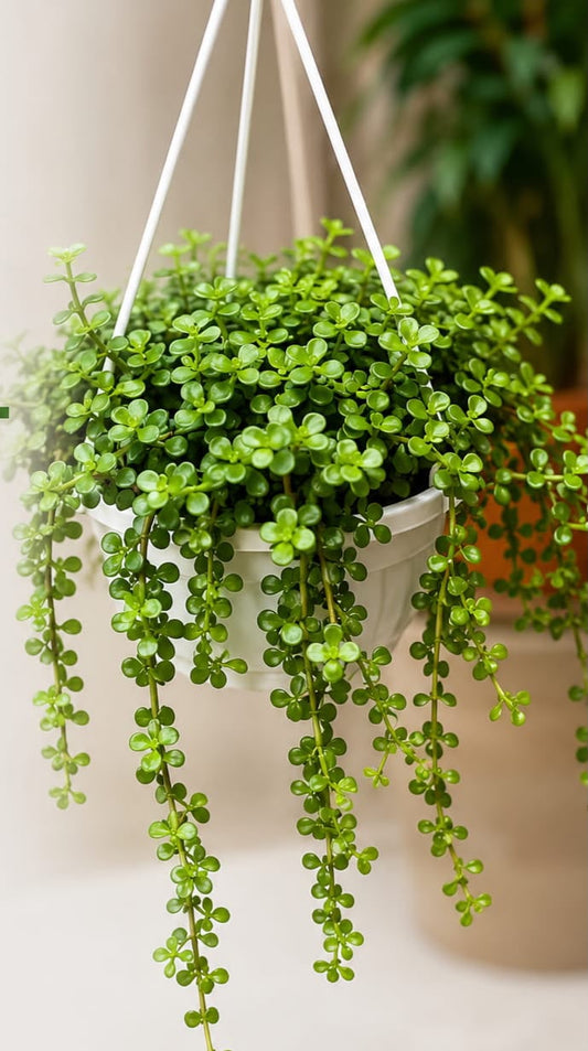Hanging Jade Plant