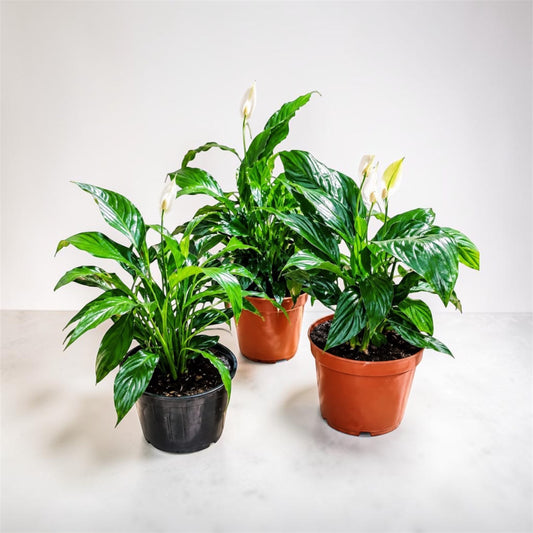 Peace lily