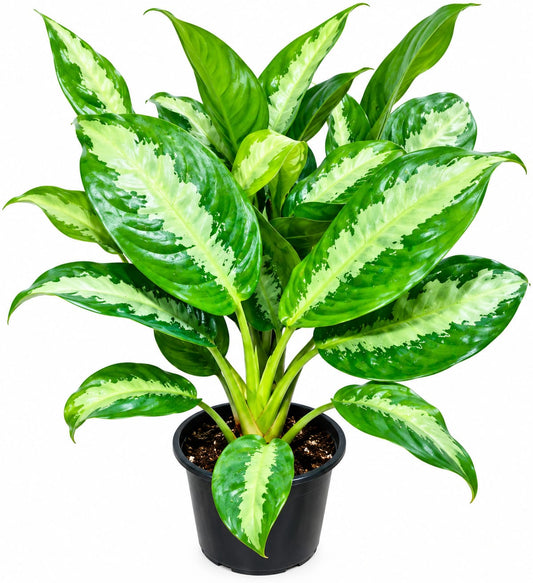 Aglonema