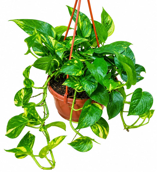 Hanging Pothos
