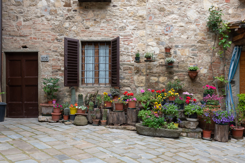 Outdoor plants