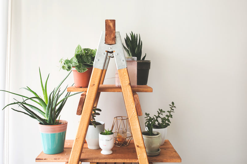 Indoor greenery