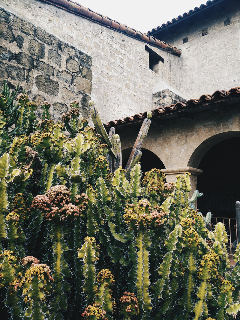 Cactus & succulents